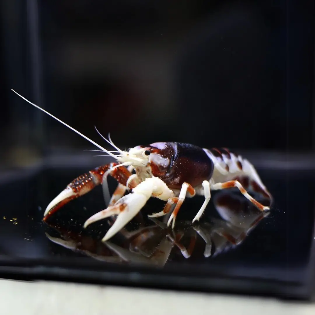 Live Fish Lobster Ghost Crayfish (7-8 Cms) | Single 1