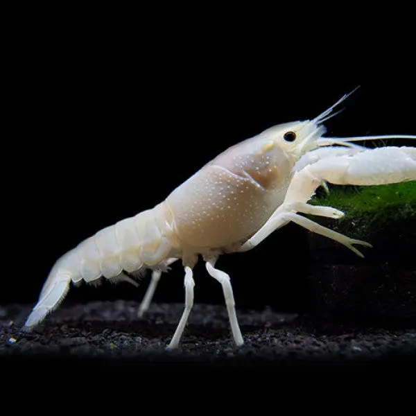 Live Fish Lobster White Crayfish (2.5-3.5 Cms) | Single 1