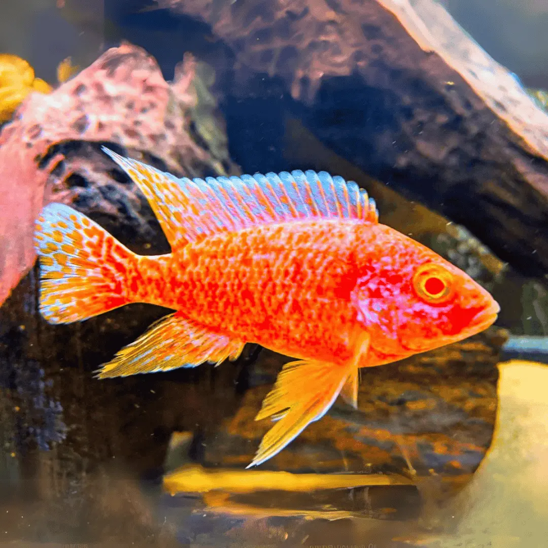 Live Fish Malawi Peacock Cichlid Albino Strawberry (Size 2 Inches) - Single 1