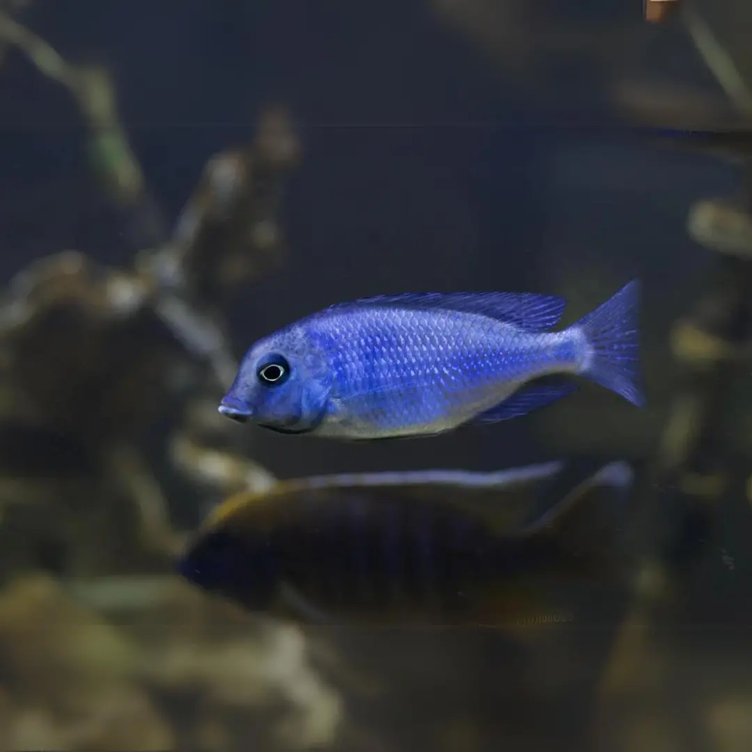 Live Fish Malawi Haps Cichlid Blue Dolphin (Size 3"To 3.5") | Single 1