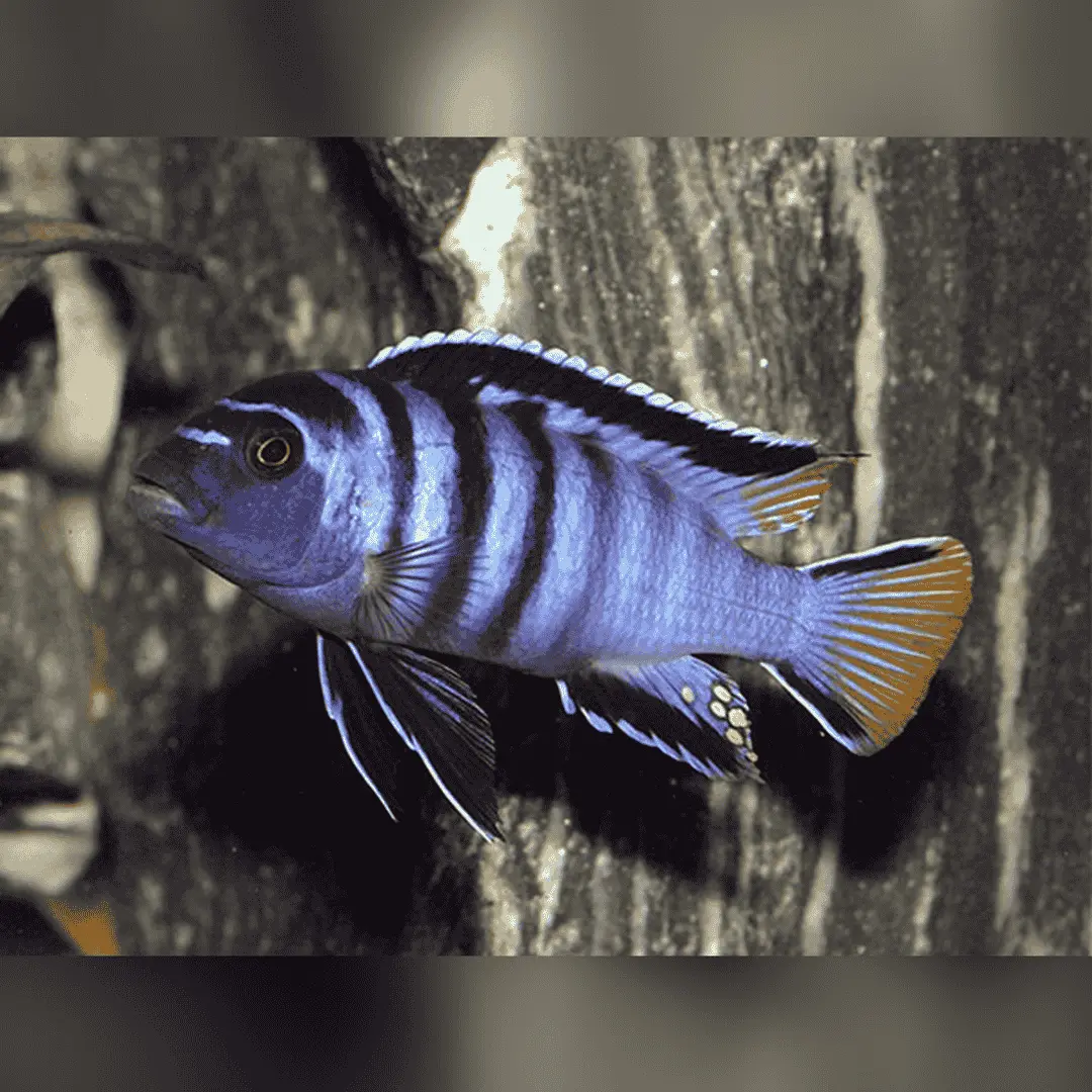 Live Fish Malawi Mbuna Cichlid Yellow Tail Mpanga (Size 5-6 Inches) | Single 1