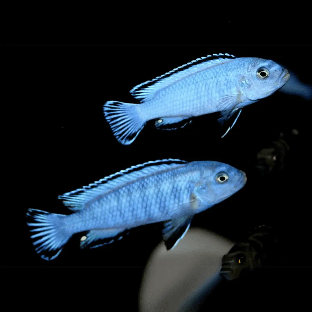 Live Fish Malawi Mbuna Cichlid Powder Blue (Size 2 Inches) | Single 1