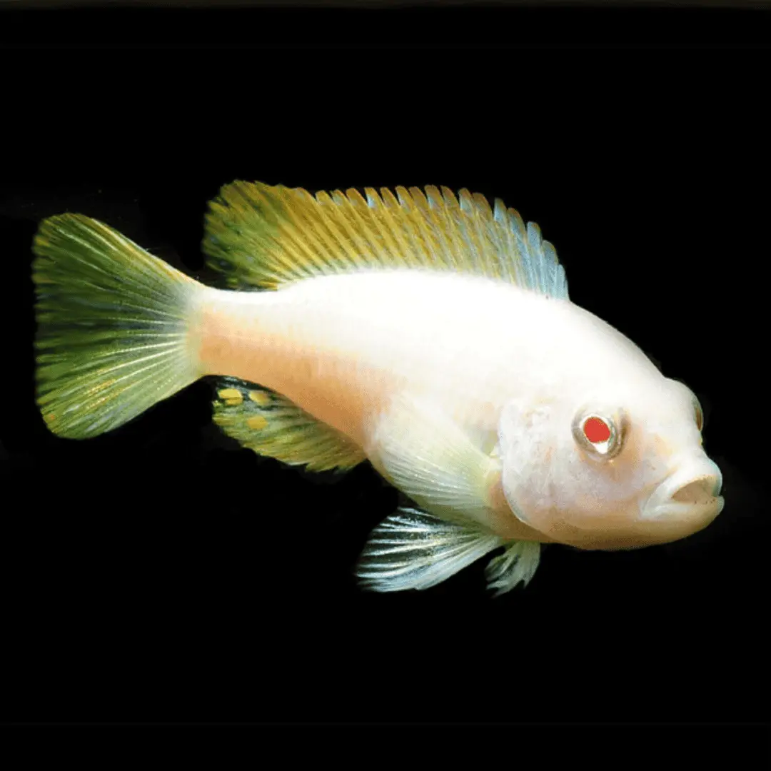 Live Fish Malawi Mbuna Cichlid Red Top Ice Blue Zebra (Size 2 Inches) | Single 1