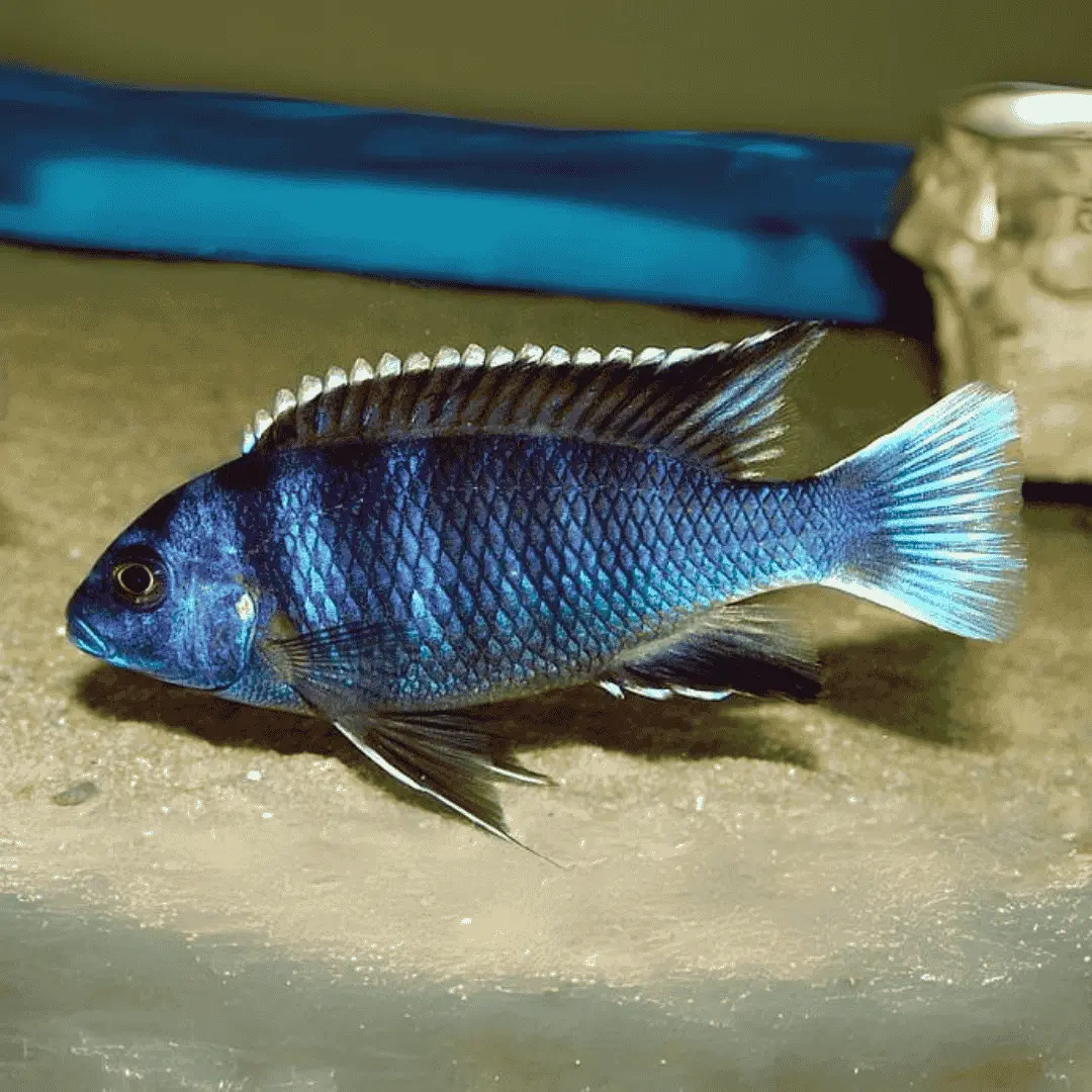 Live Fish Malawi Mbuna Cichlid Sp Acei White (Size 2 Inches) | Single 1