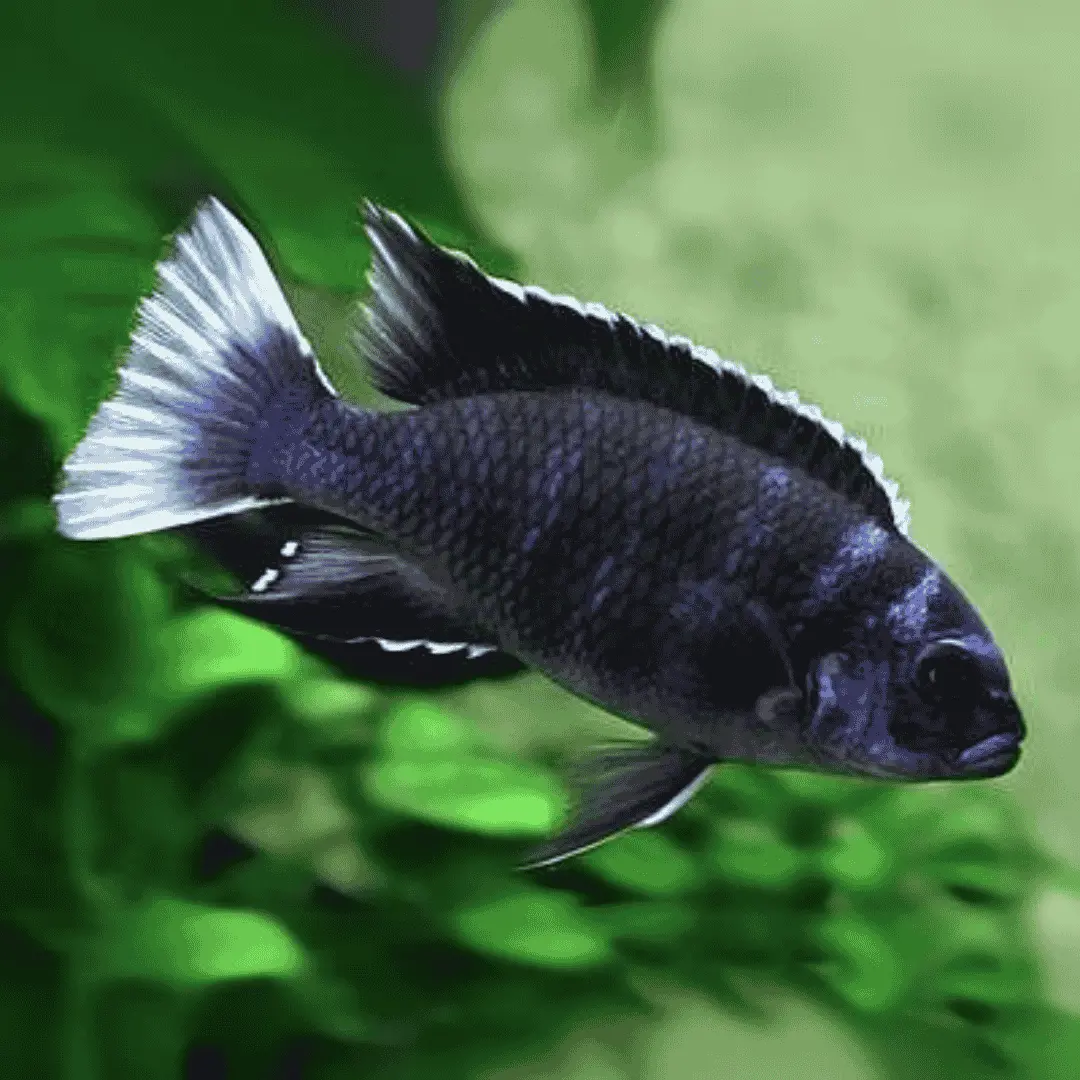 Live Fish Malawi Mbuna Cichlid Sp Acei White (Size 2 Inches) | Single 2