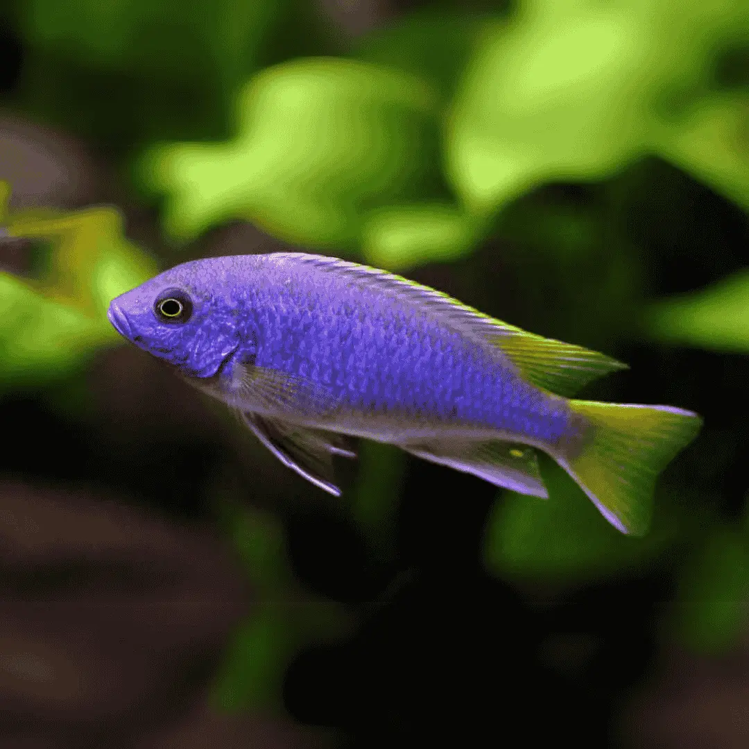 Live Fish Malawi Mbuna Cichlid Yellow Tail Acei (Size 2 Inches) | Single 1