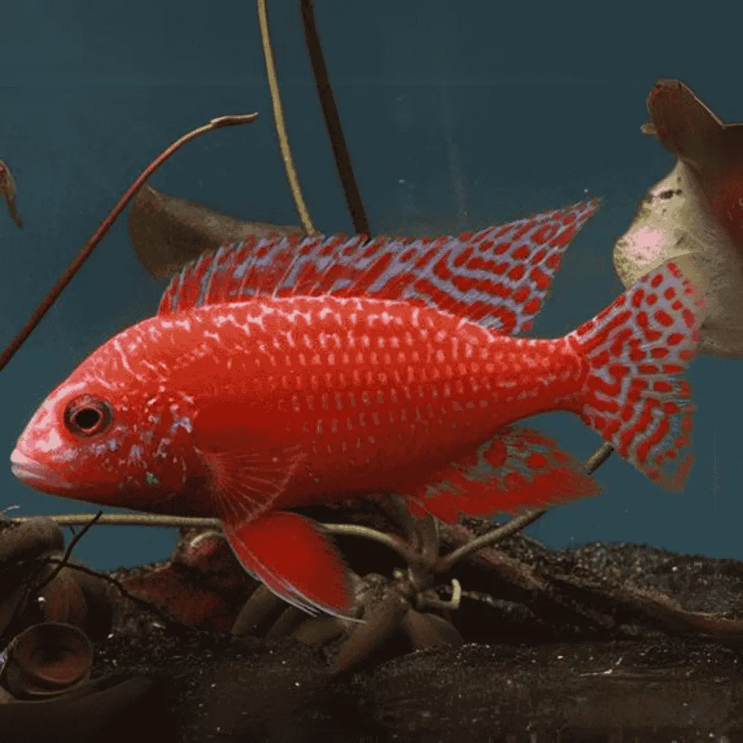 Live Fish Malawi Peacock Cichlid Dragon Blood (Size 2 Inches) | Single 2
