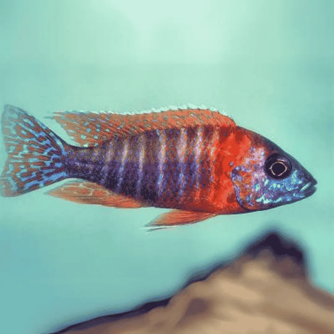 Live Fish Malawi Peacock Cichlid German Red (Size 2 Inches) | Single 1