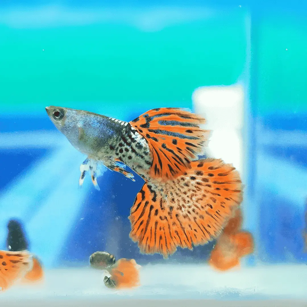 Live Fish Guppy Metal Red Lace 1