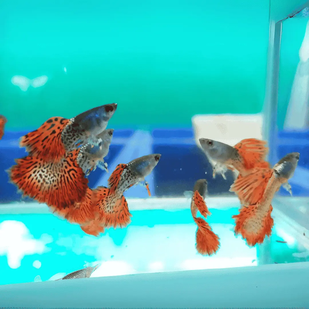 Live Fish Guppy Metal Red Lace 2