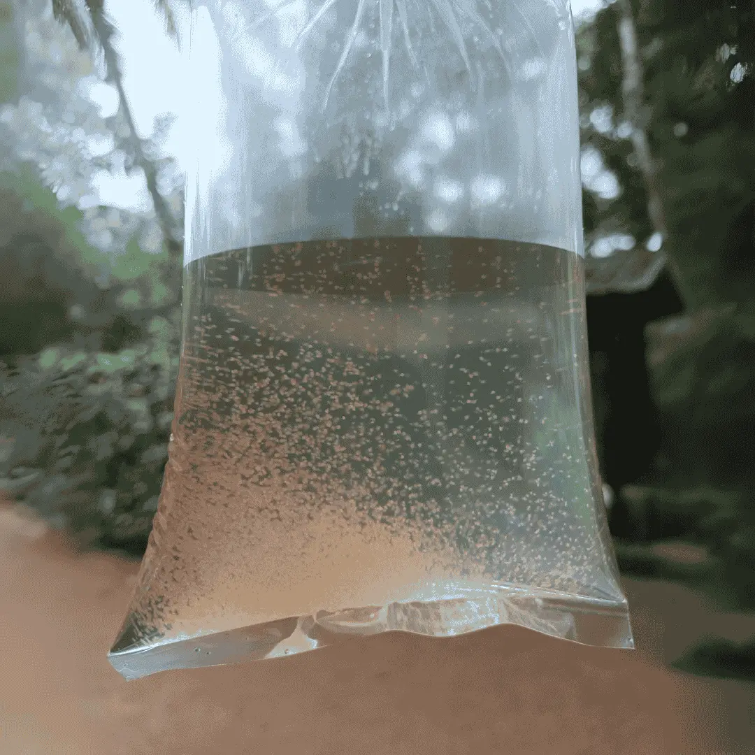Live Fish Moina Starter Culture - Live Pack 1