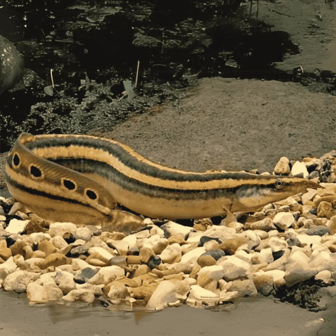 Live Fish New Peacock Eel (4-5 Inches) | Single 1