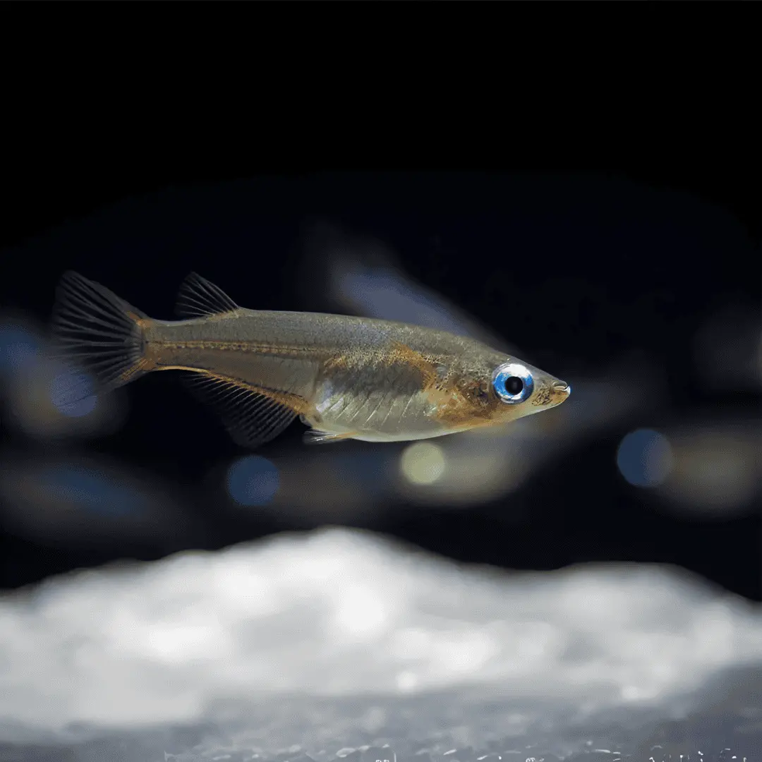 Live Fish Oryzias Dancena (Indian Lamp Eye) | Single 1