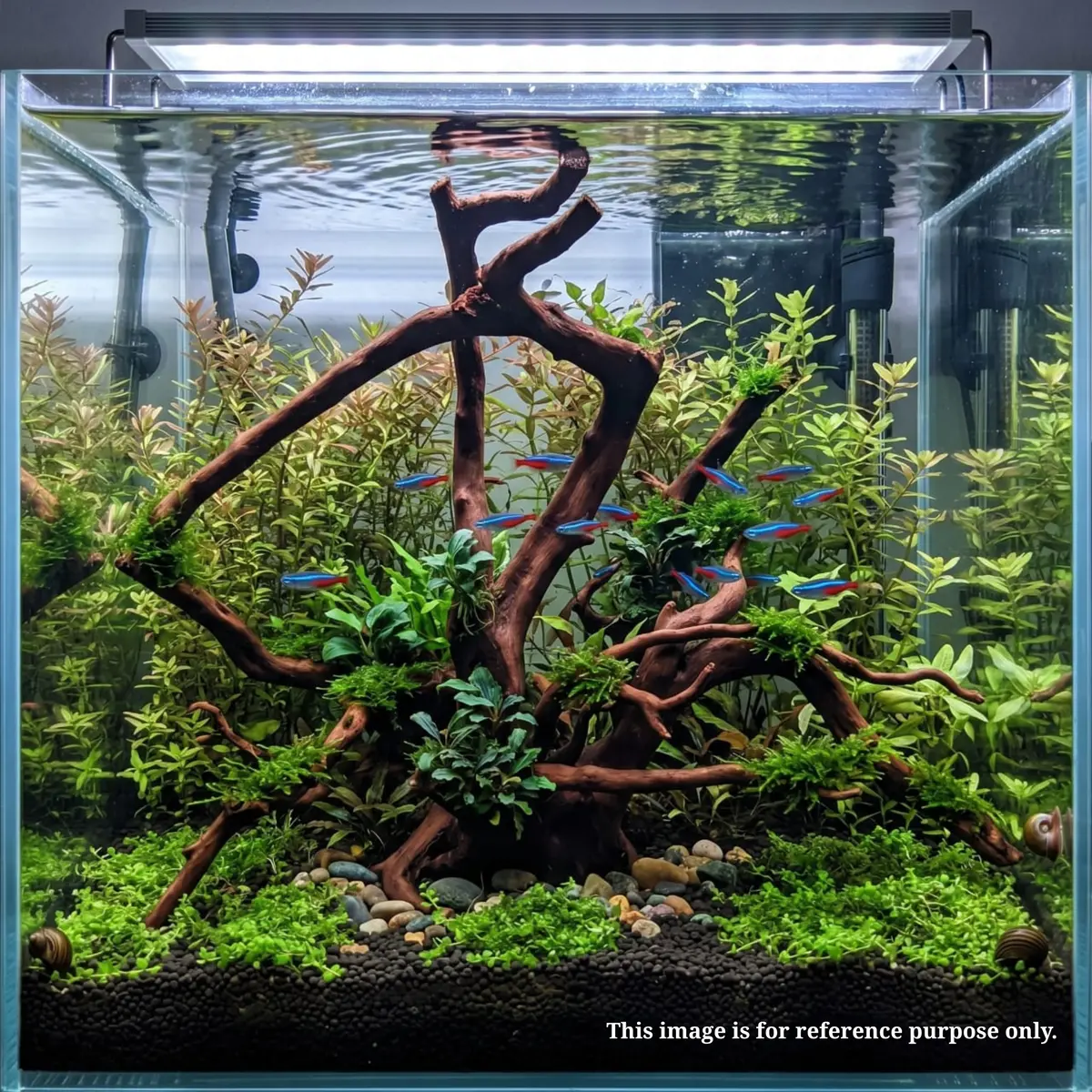 Premium Drift Wood Pd-25 | L*W*H = 19*8*14 Inches 2