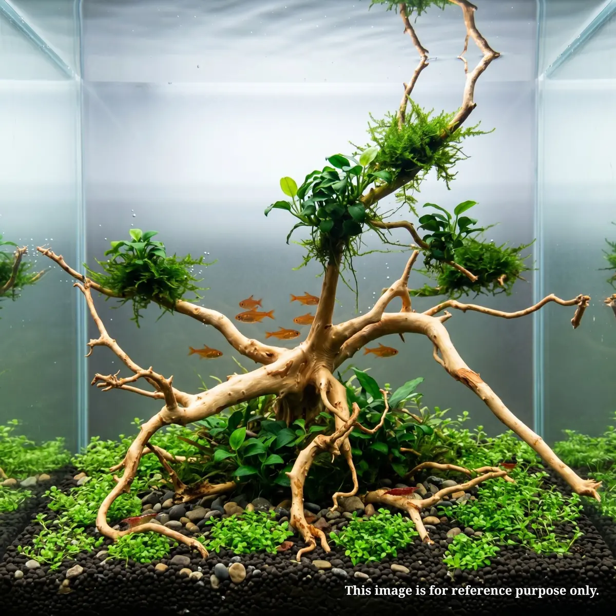 Premium Drift Wood Pd-4 | L*W*H* = 27*17*10 Inches 2