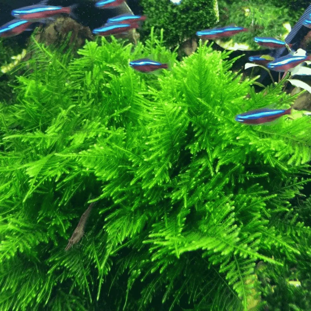 Moss Live Plant | Peacock Moss 1