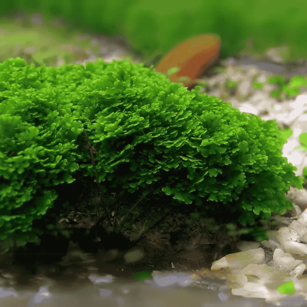 Moss Live Plant | Paper Pelia Moss 2