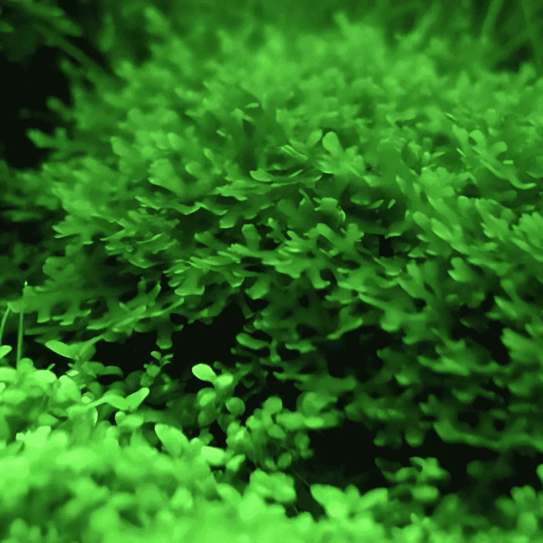 Moss Live Plant | Paper Pelia Moss 1