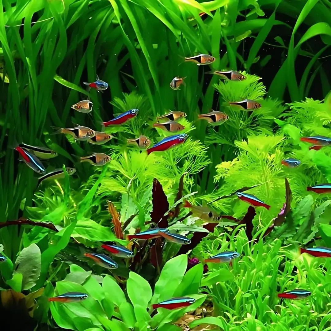 Live Fish Plant Tank Fish Assorted (Pair) = Neon Tetra┃Cardinal┃Harlequin Rasbora┃Red Ember┃Lamp Eye 1
