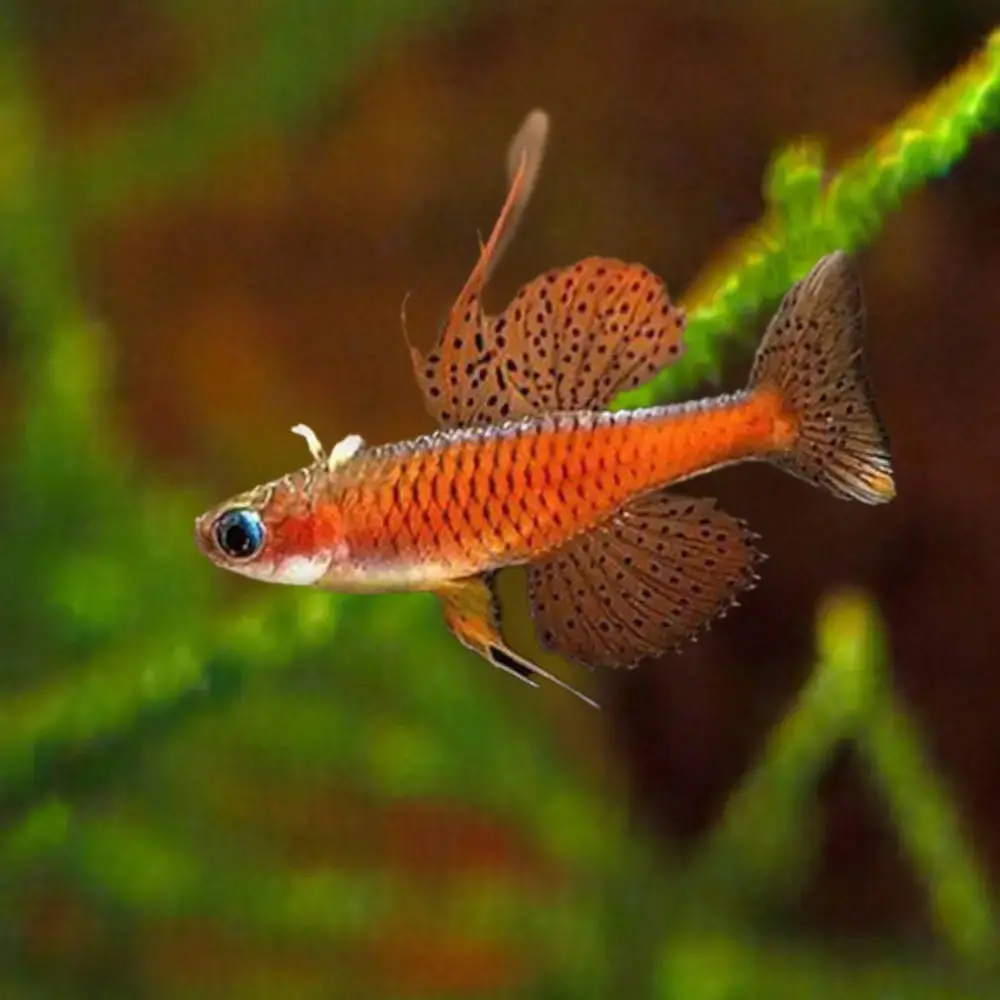 Live Fish Rainbow Red Neon Spotted Blue Eyes | Pair 1