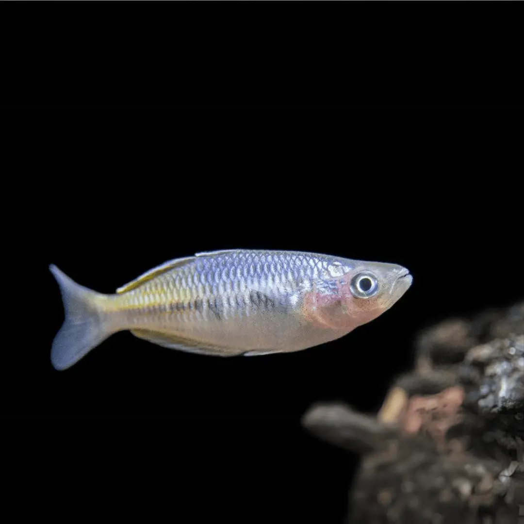 Live Fish Rainbow Boesemani (5-6 Cms) | Single 2