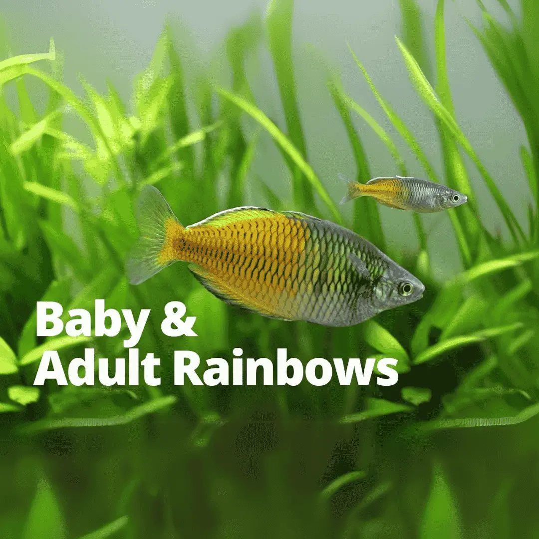 Live Fish Rainbow Boesemani (5-6 Cms) | Single 1