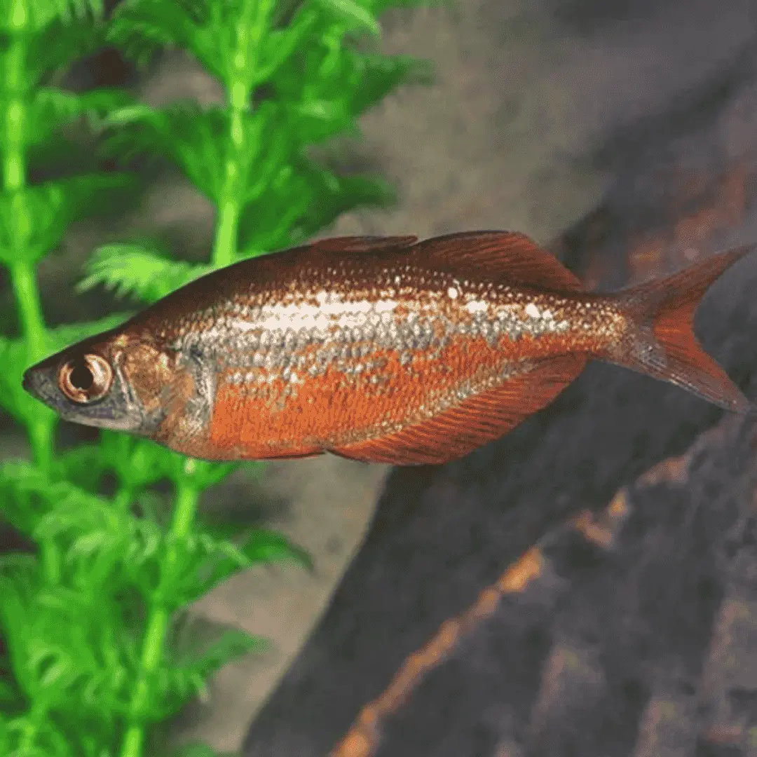 Live Fish Rainbow Red (6-7 Cms) | Single 1