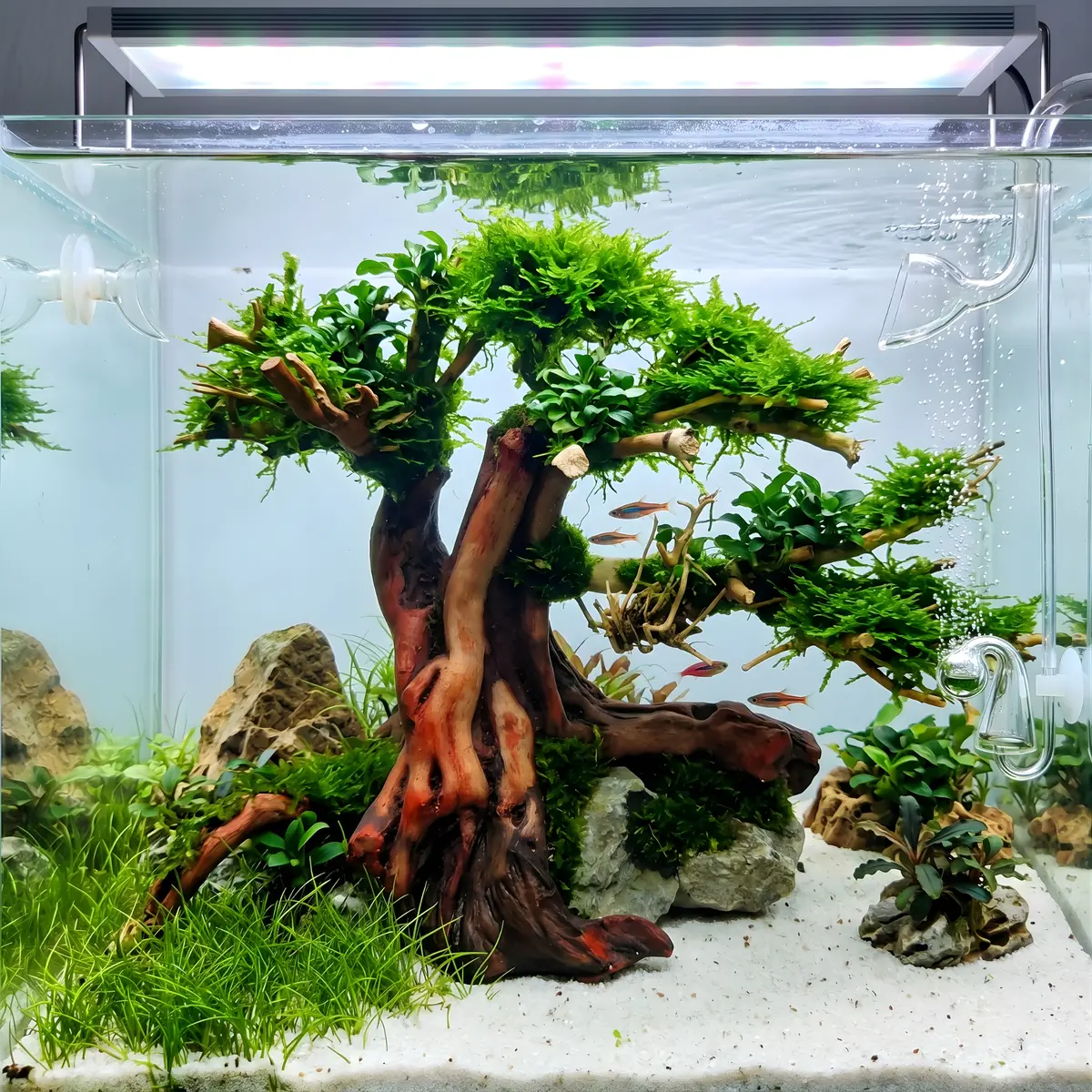 Ready Scape Aa - 001 | L*W*H = 9*5*7 Inches 1
