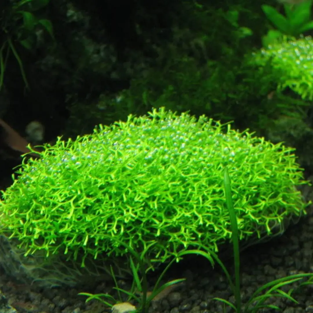 Riccia Moss |  Live Plant 1