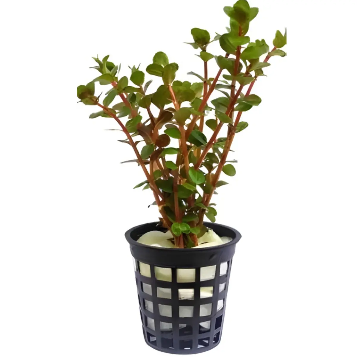 Cap Rotala Blood Red | Live Cup Plant 1