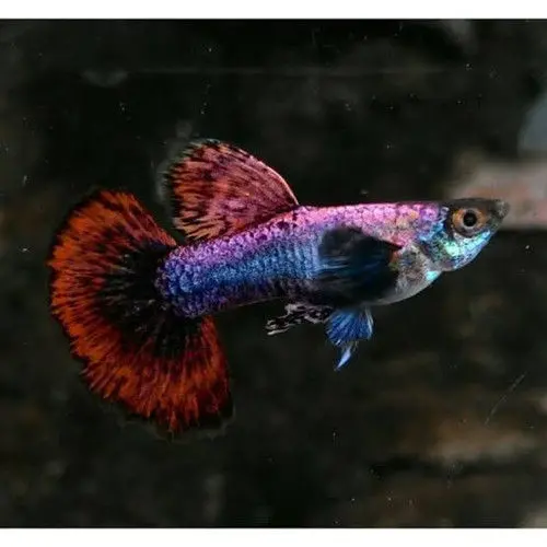 Live Fish Guppy Magenta Big Ear 1