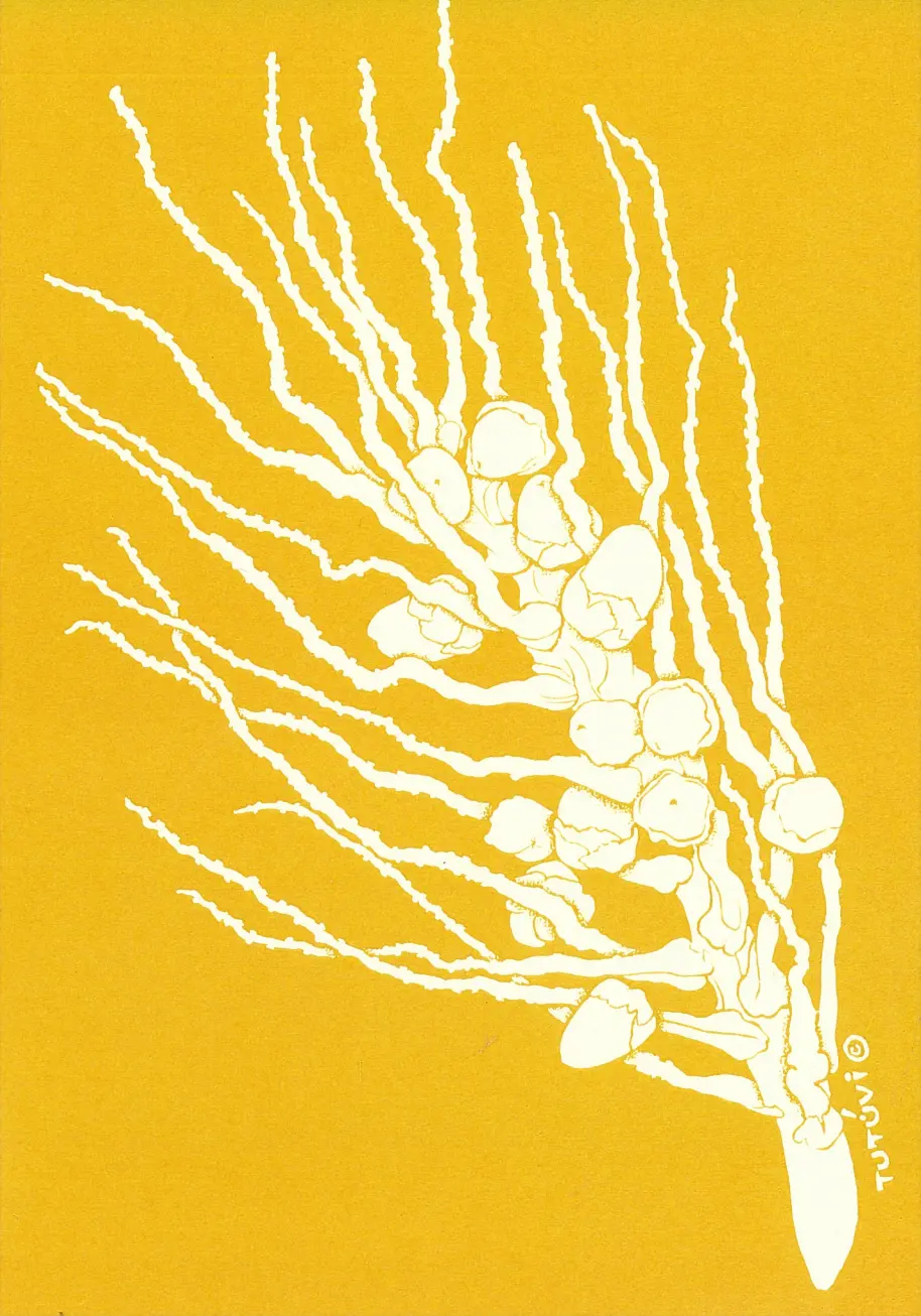 Tutuvi Original Design Notecard 1
