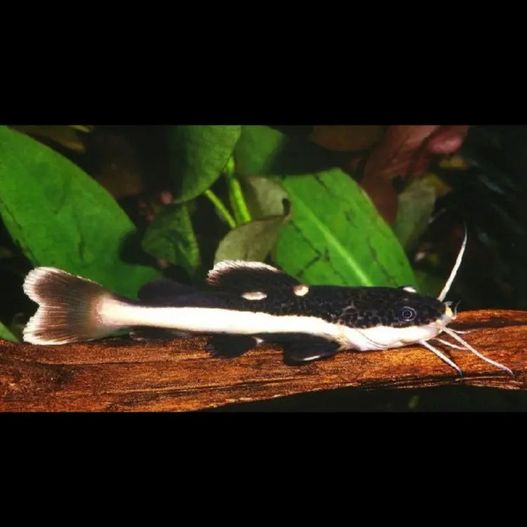 Live Fish Red Tail Cat (2 Inches) | Single 1