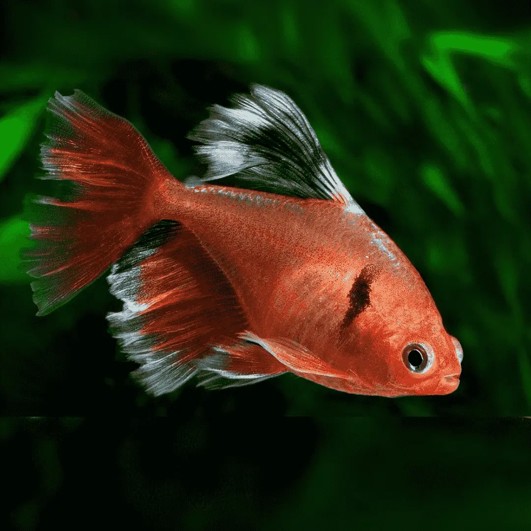 Live Fish Serpae Tetra Veiltail Adult | Single 1