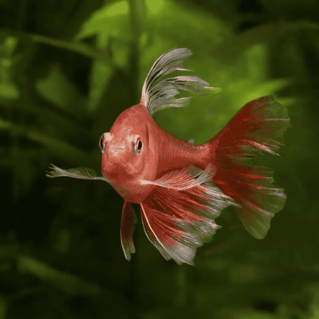 Live Fish Serpae Tetra Veiltail Adult | Single 2