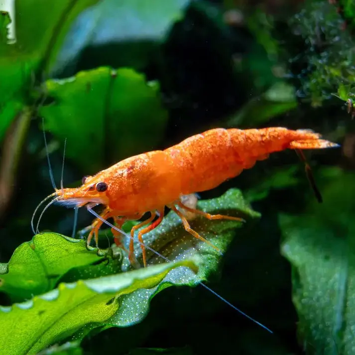 Live Fish Shrimp Orange - Single 1