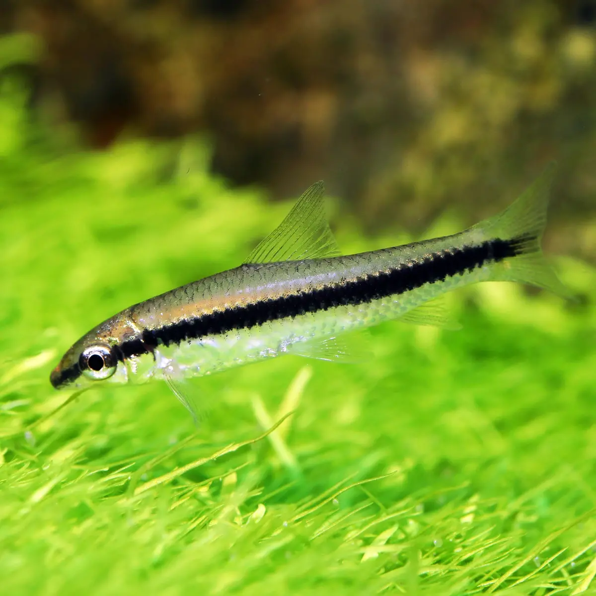 Live Fish Siamese Algae Eater 1