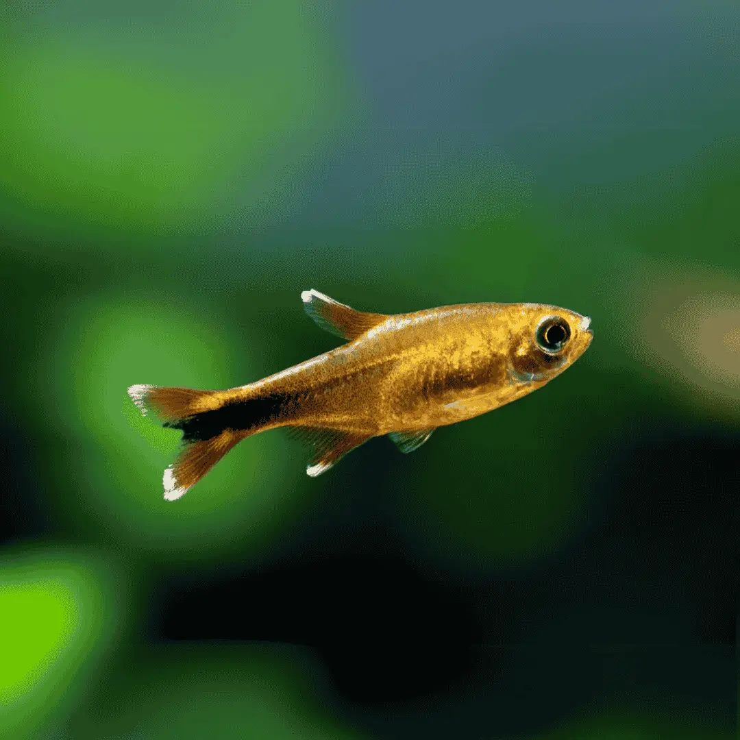 Live Fish Silver Tip Tetra | Planted Tank Fish | Single 1