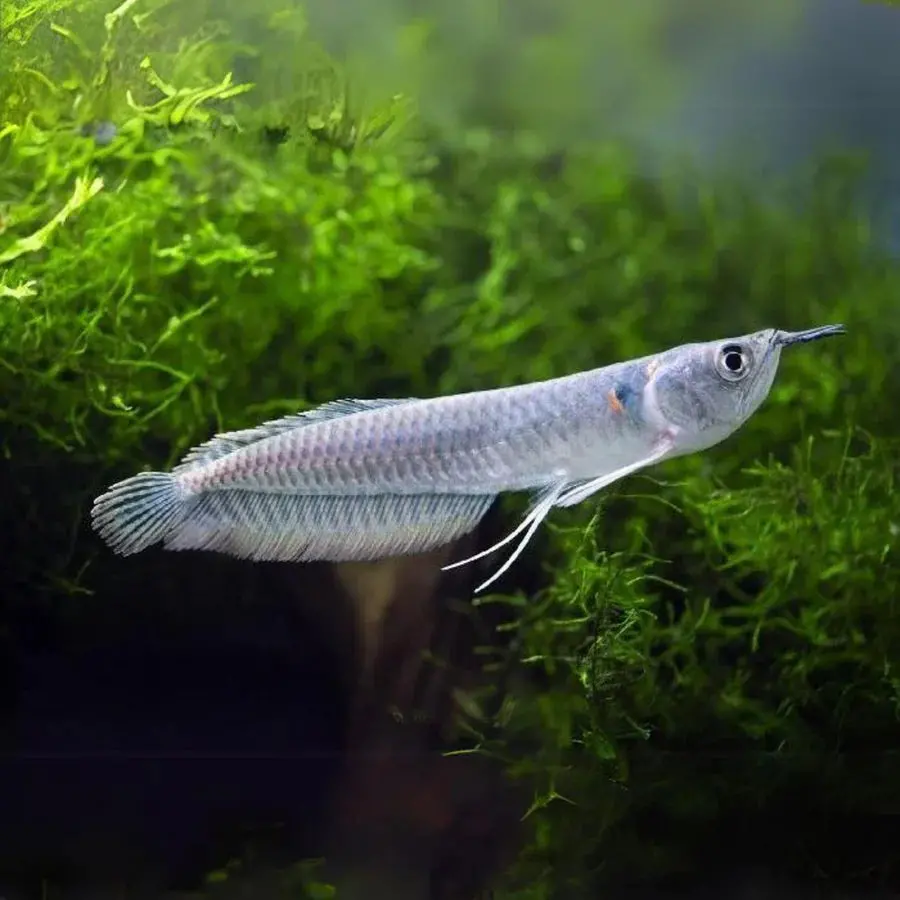 Live Fish Silver Arowana (7-8 Inches) | Single 2