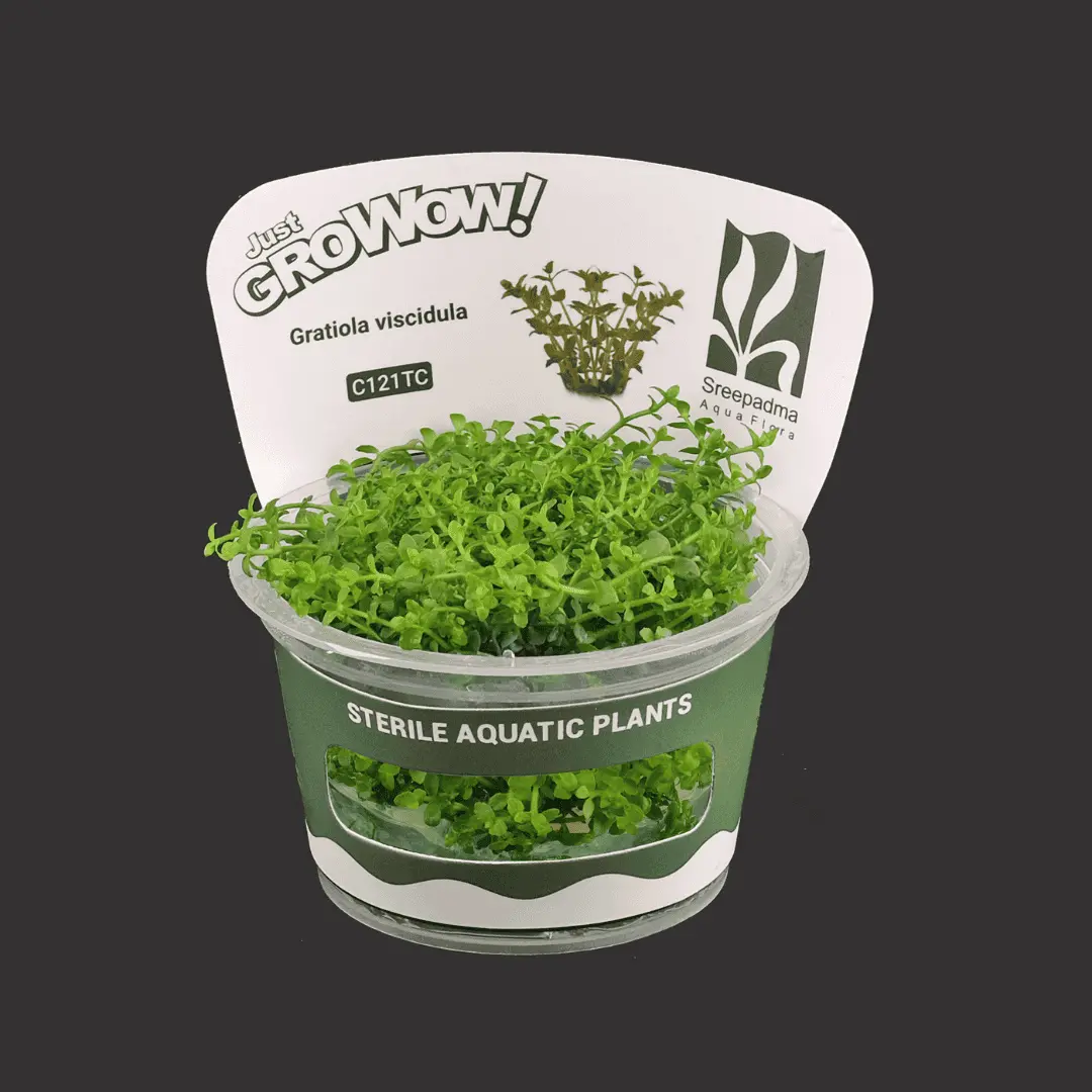 Sreepadma C121 Gratiola Viscidula | Tc Live Plant 1
