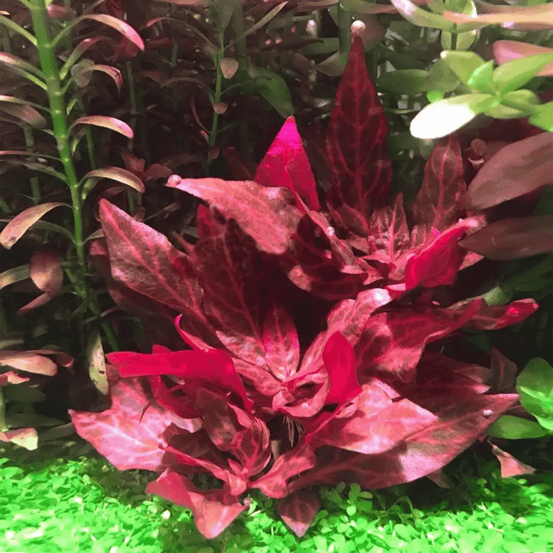 Sreepadma C87 Alternanthera Reineckii 'Rosanervig' | Tc Live Plant 1