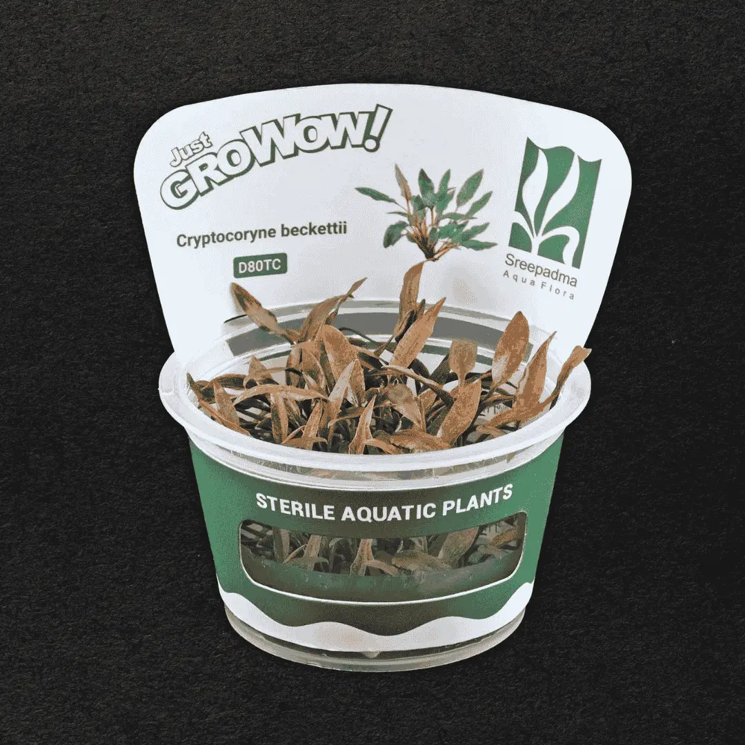 Sreepadma D80 Cryptocoryne Beckettii| Tc Live Plant 1