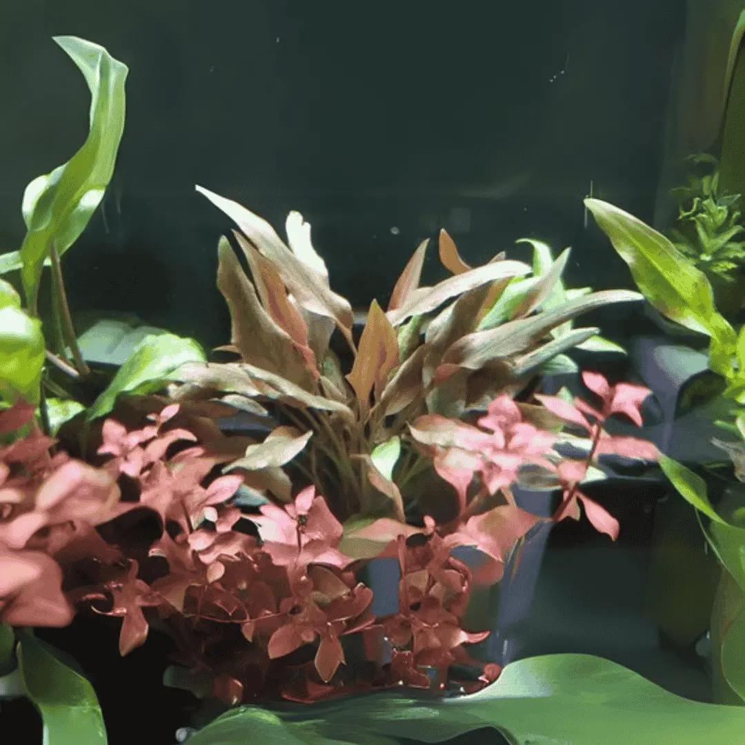 Sreepadma D80 Cryptocoryne Beckettii| Tc Live Plant 2
