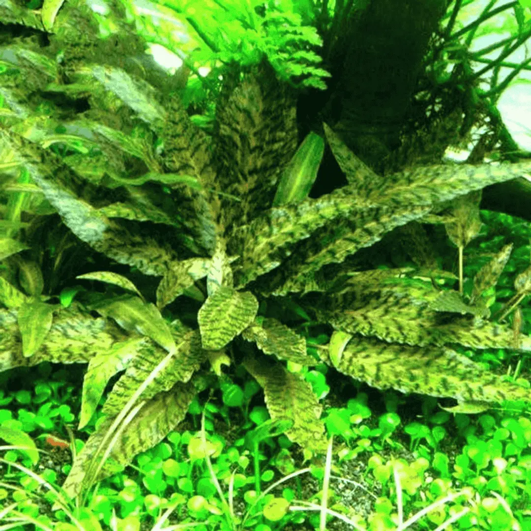 Sreepadma D81 Cryptocoryne Nurii | Tc Live Plant 2