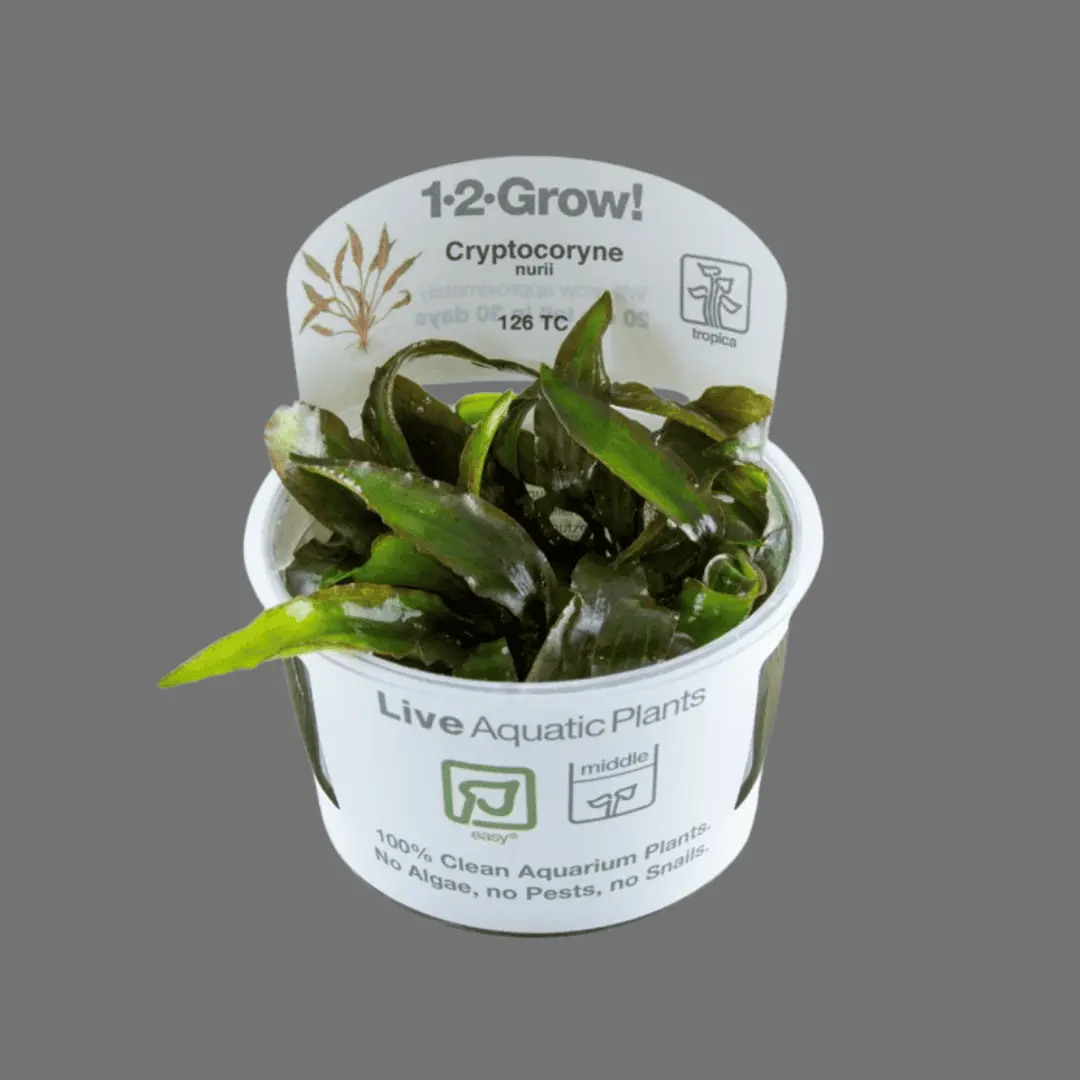 Sreepadma D81 Cryptocoryne Nurii | Tc Live Plant 1