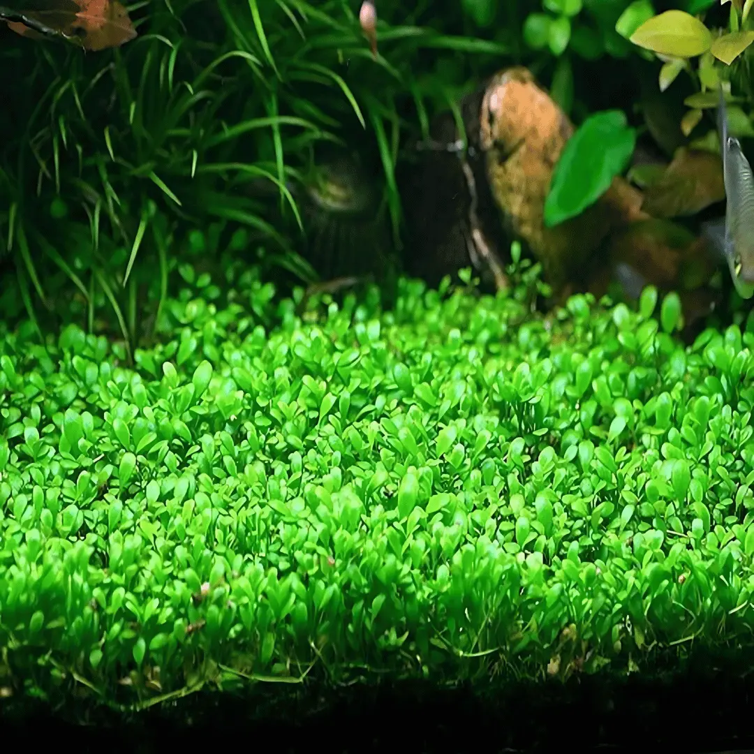 Sreepadma A12 Glossostigma Elatinoides  | Tc Live Plant 1