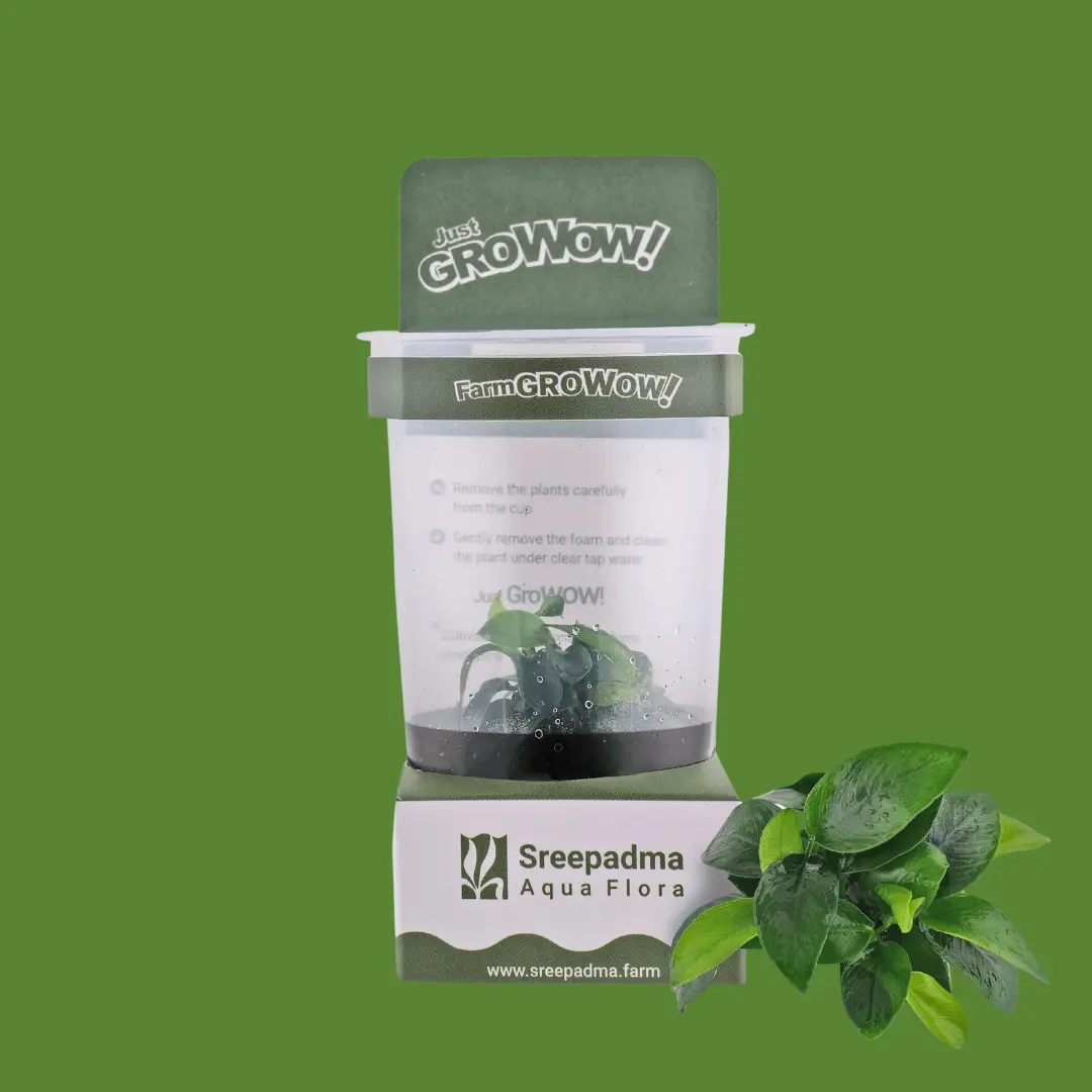 Growow! B5c Anubias Nana 1