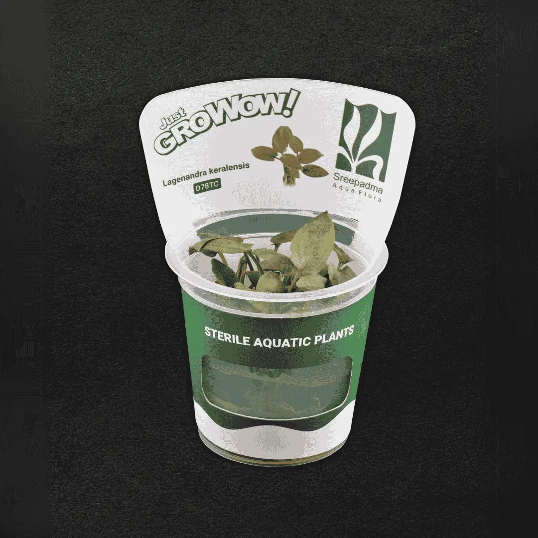 Sreepadma D78 Lagenandra Keralensis | Tc Live Plant 1