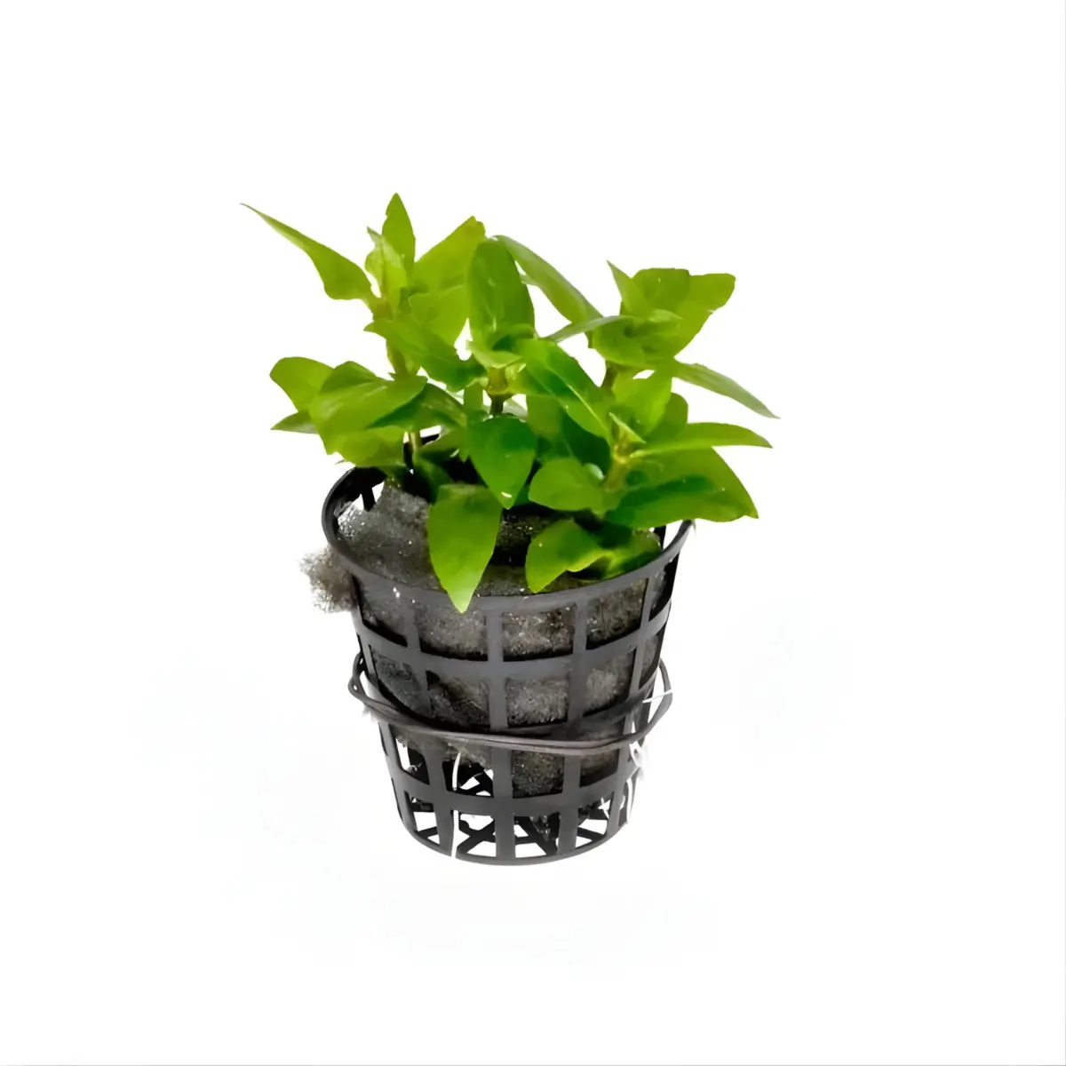 Cap Staurogyne Repens | Cup Live Plants 1