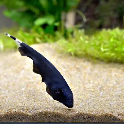Live Fish Black Ghost Knife Fish - Single 1